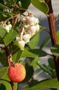 Strawberry Tree